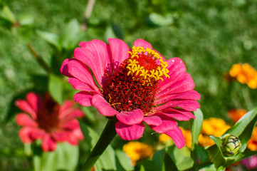 Zinnia flower head closeup as floral background