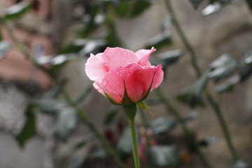 estas son diferentes tipos de flores ,fotos tomadas en diferentes lugares y jardines aqui podemos observar diferentes tipos,texturas ,colores y tama&ntilde;os .