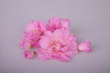 Fototapeta na wymiar Blossoming plant of azalea in flowerpot. 