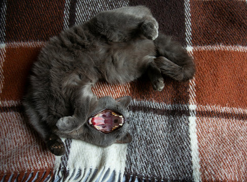 yawning cat on a blanket