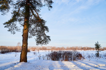 Landscape with tree in the foreground and field in the distance on a winter day
