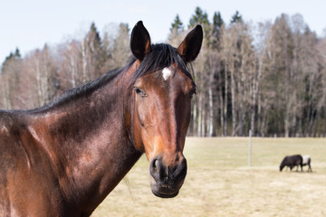 Obraz premium Horse graze in the meadow. Spring and sunny day. Travel photo 2019.