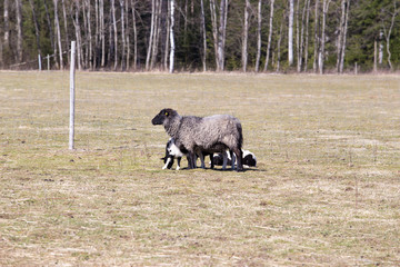 Sheep graze in the meadow. Old and young. Travel photo 2019