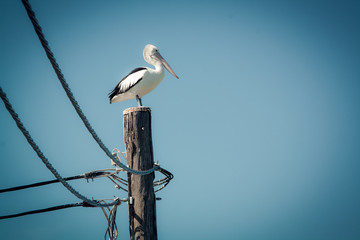 Pelican