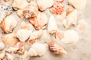 Seashells on the sand, summer beach background, travel concept with copy space for text.