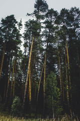 Fototapeta premium forest in fog