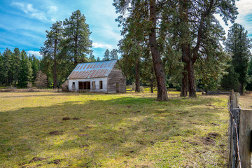 Obraz premium Abandoned cabin with colorful metal roof among ponderosa pines just outside of the woods