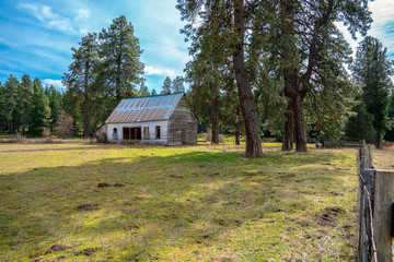 Fototapeta na wymiar Abandoned cabin with colorful metal roof among ponderosa pines just outside of the woods