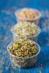 radish, lucern and wheat germs on wooden surface