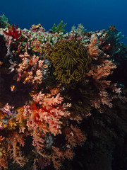 Fototapeta na wymiar Underwater wide angle photography of a colorful reef top (Pulau Bangka, North Sulawesi/Indonesia)