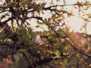 Blooming tree at sunset
