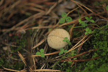 mushroom in the grass