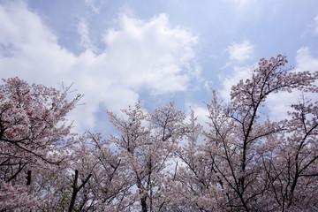 Naklejka premium 桜と青空