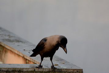 Crow on the roof