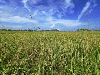 Rice ripe paddy field ready for harvest season.