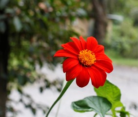 estas son diferentes tipos de flores ,fotos tomadas en diferentes lugares y jardines aqui podemos observar diferentes tipos,texturas ,colores y tamaños .