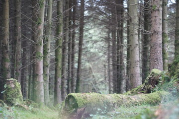 trees in the forest