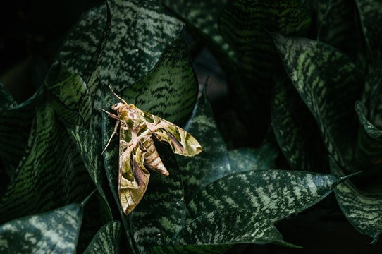 Oleander hawk-moth - Army green moth on snake plant leaves
