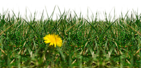 Seamless image with grass on a white background.