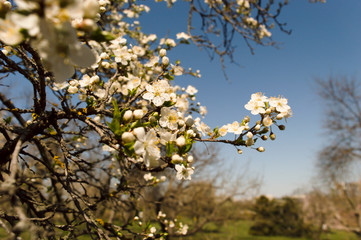 Spring in the garden. Cherry blossom