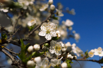 Cherry blossom on a blue sky background