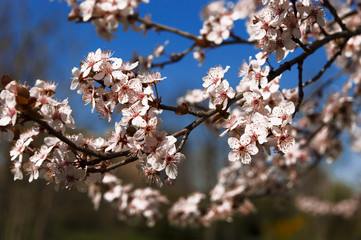 Early spring and peach tree flowers on blurred blue background.