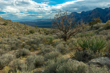 Dead Tree along a trail in Red Rock Canyon National Conservation Area, Nevada, USA