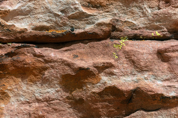 Lichen growing on the rocks in Red Rock Canyon National Conservation Area, Nevada, USA