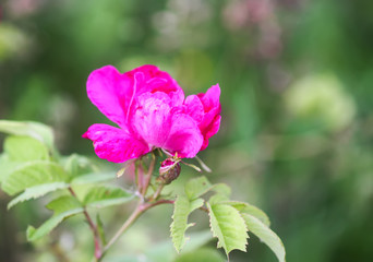 Flowers of dog-rose rosehip growing in summer park