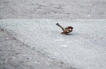 Beautiful little sparrow bird