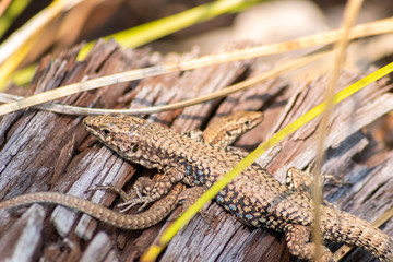 Zwei gemeinsam kuschelnde Eidechsen wärmen sich auf einem Baumstumpf vor der Insektenjagd