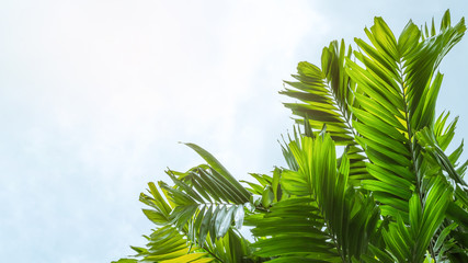Palm Sunday background with green tropical tree leaves against natural summer season or spring sky