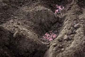 Farmer giving granulated fertilizer in ground.