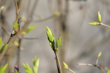 nice fresh spring green buds