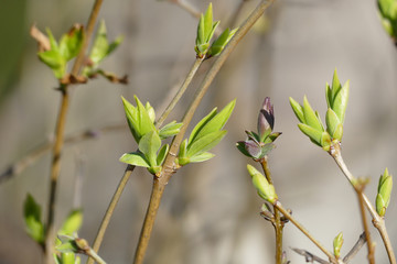 nice fresh spring green buds