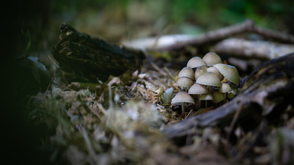 Mushroom