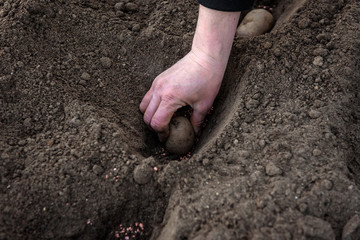 Potato tubers planting into the ground in early spring. 