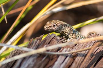 Eidechse wärmt sich in der Sonne vor der Insektenjagd