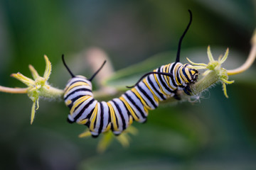Monarch Caterpilar