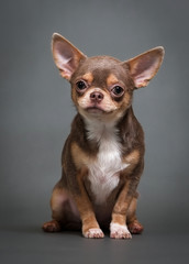 Fototapeta na wymiar Chihuahua puppy on a gray background
