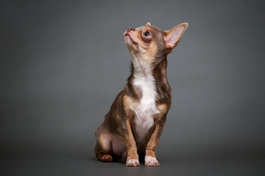 Chihuahua puppy on a gray background