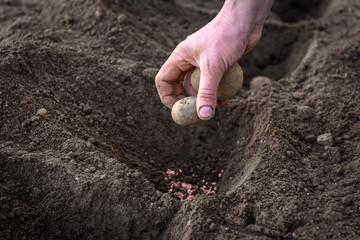 Potato tubers planting into the ground in early spring. 