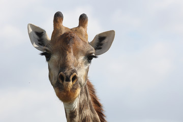 Giraffe / Giraffe / Giraffa Camelopardalis