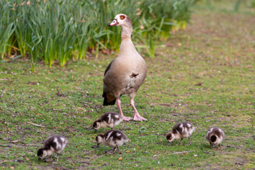 Nilgansmutter unternimmt mit ihren vielen kleinen Nilgansküken einen Ausflug in den Park und bewacht diese fürsorglich