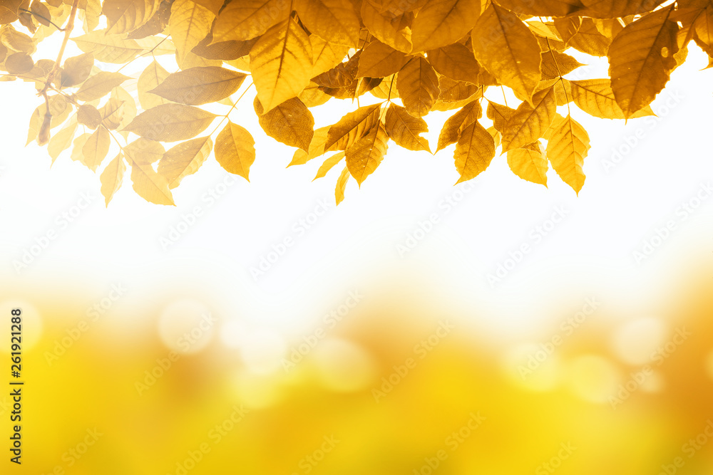 Poster autumn leaves with beautiful bokeh background with forest ground