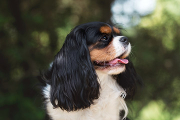 Cavalier king charles spaniel in summer park