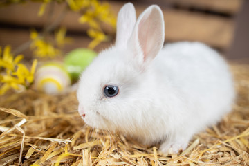 Hasen Ostern Baby