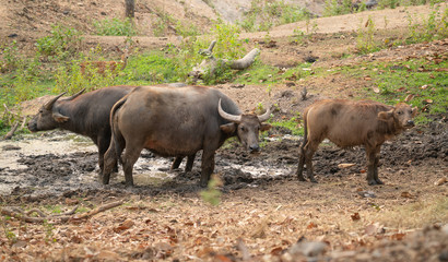 water buffalo in thailand