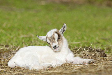 white goat kid lying on pasture