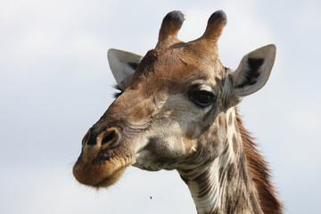 Giraffe / Giraffe / Giraffa Camelopardalis